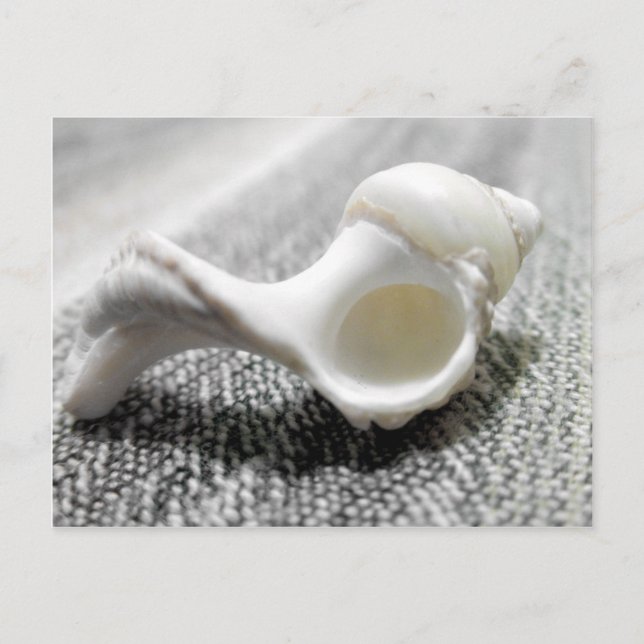 Black & White Beach Sea Shell Photo Postcard (Front)