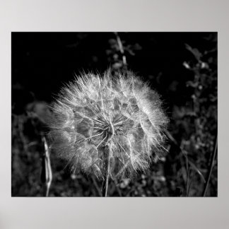 Black & White Big Bright Dandelion 16x20 Poster