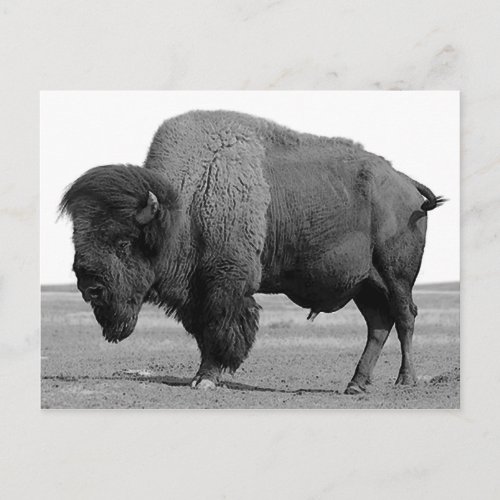 Black  White Bison  Buffalo Postcard