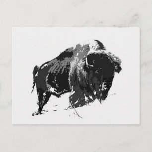 Black & White Bison / Buffalo Postcard
