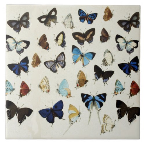 BLACK WHITE BLUE BUTTERFLIES Beauty Nature Lover Ceramic Tile