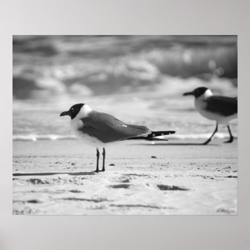Black  White Bonapartes Gull Seagulls 16x20  Poster