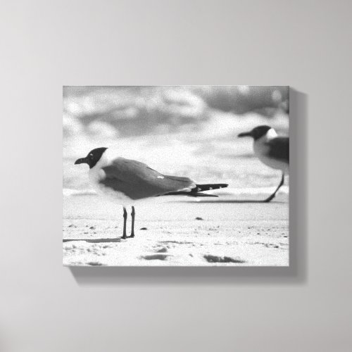 Black  White Bonapartes Gull Seagulls 8x10 Canvas Print