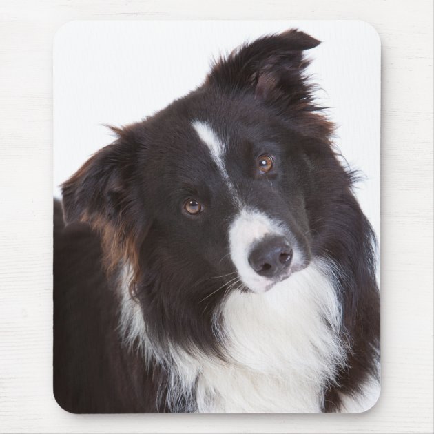Border Collie Dog Close Up Black & White Set of 4 Placemats & Coasters 