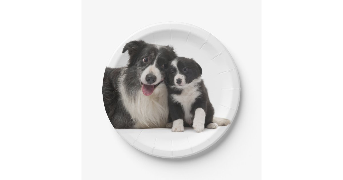 Black White Border Collie Puppy Dog Paper Plates Zazzle Com