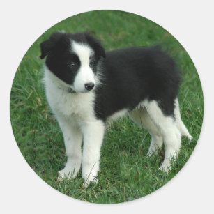 Black & White Border Collie Puppy Dog Stickers