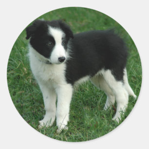 Black & White Border Collie Puppy Dog Stickers