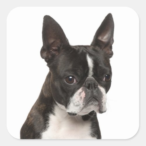 Black  White Boston Terrier Puppy Dog Sticker