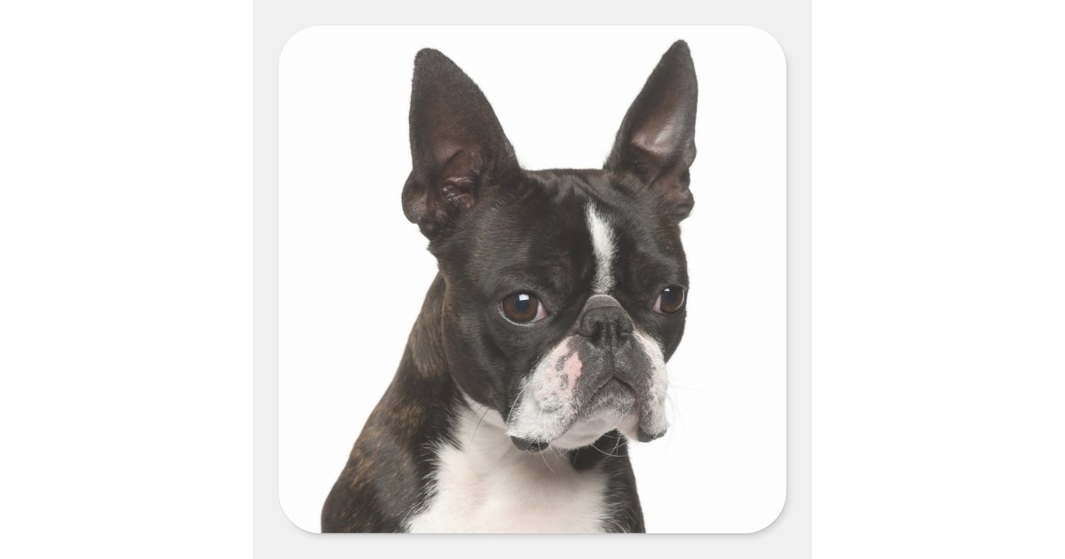 Black White Boston Terrier Puppy Dog Sticker Zazzle Com