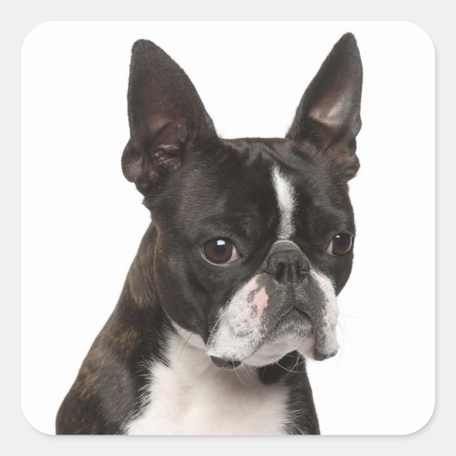 Black & White Boston Terrier Puppy Dog Sticker (Front)