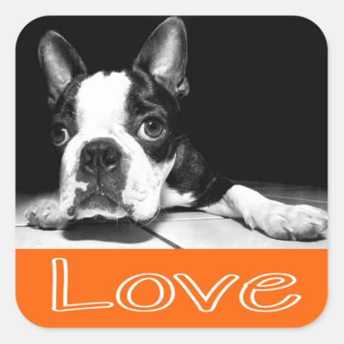 Black  White Boston Terrier Puppy Dog Sticker