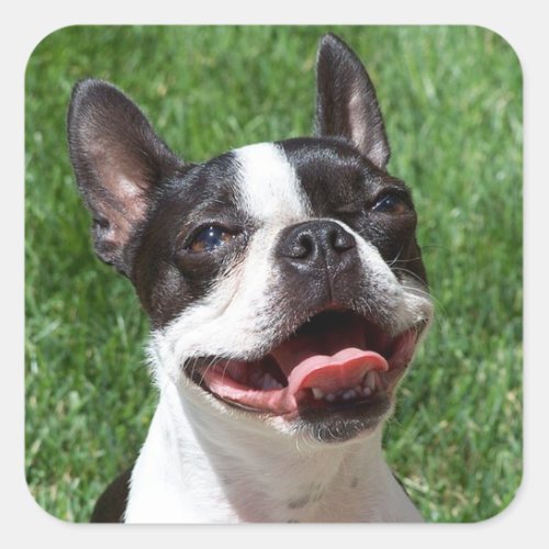 Black  White Boston Terrier Puppy Dog Sticker