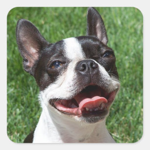 Black & White Boston Terrier Puppy Dog Sticker