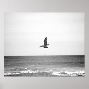 Black & White Brown Pelican Flying Over the Ocean Poster