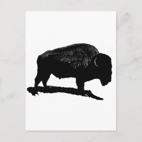Black  White Buffalo Postcard