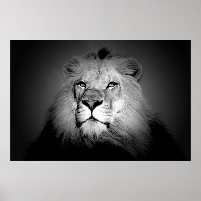 Black & White / BW Lion Poster Print   Lion Face