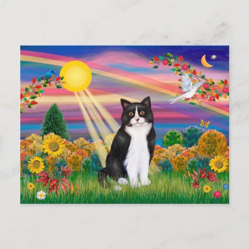 Black  White Cat _ Autumn Sun Postcard