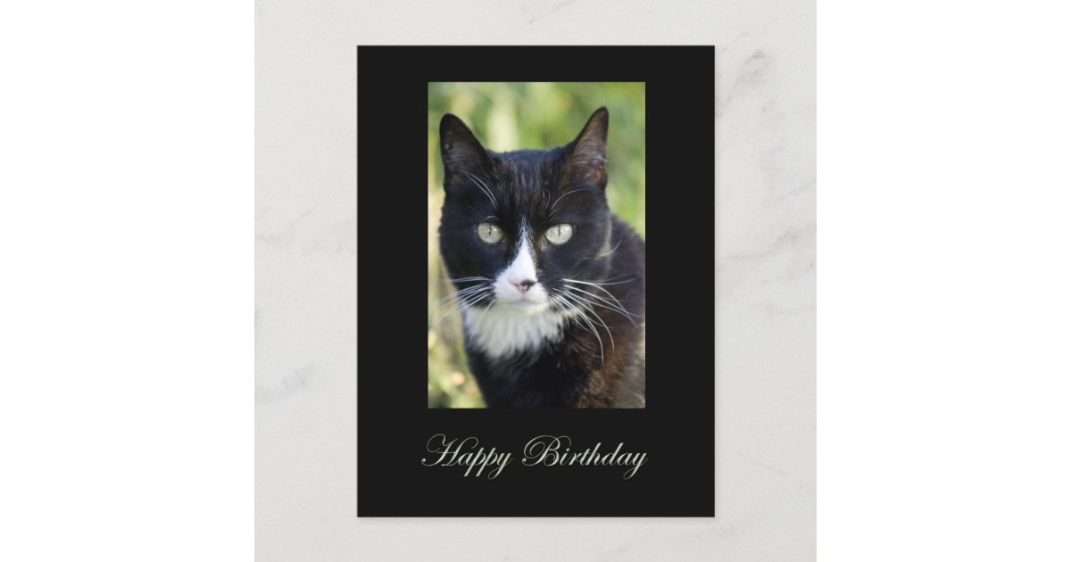 Black & White cat, Happy Birthday postcard. Postcard | Zazzle