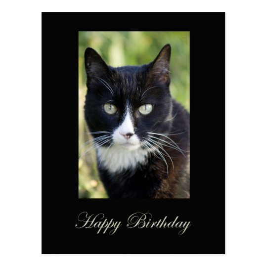 Black White Cat Happy Birthday Postcard Postcard