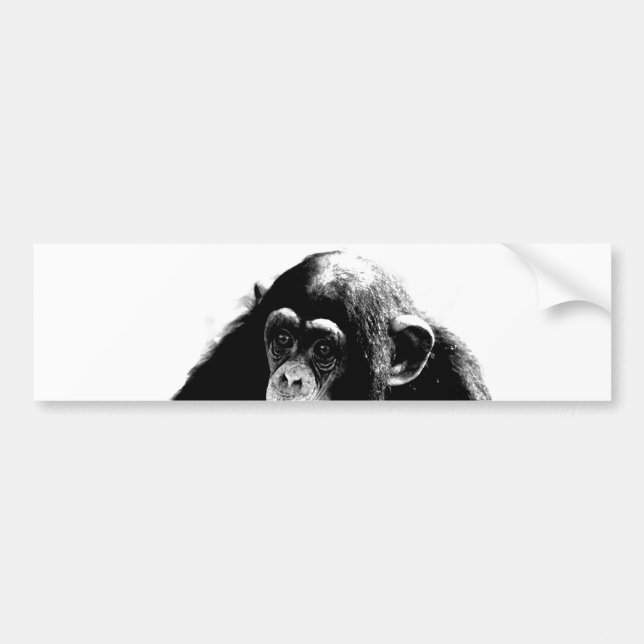 Black White Chimpanzee Bumper Sticker (Front)