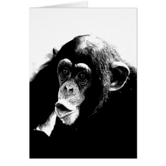 Black White Chimpanzee Cards (Front)