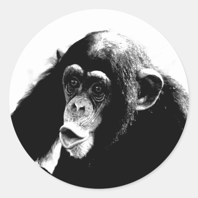 Black White Chimpanzee Classic Round Sticker (Front)