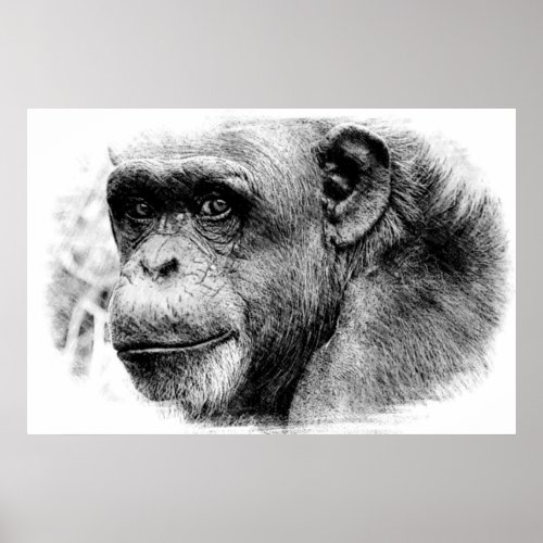 Black  White Chimpanzee Digital Sketch Artwork Poster