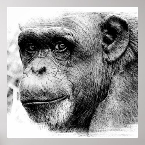 Black  White Chimpanzee Digital Sketch Artwork Poster