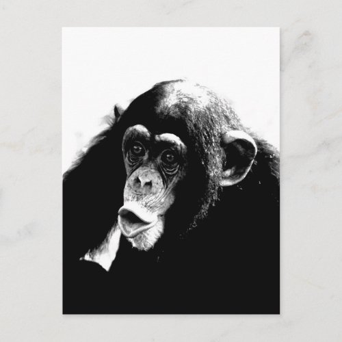 Black White Chimpanzee Postcard