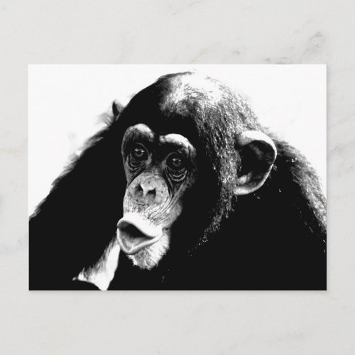 Black White Chimpanzee Postcard