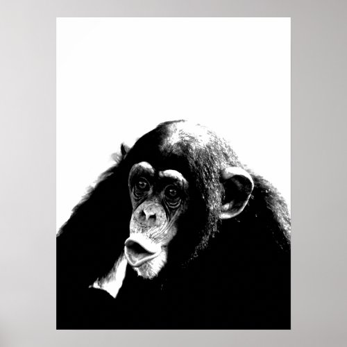 Black White Chimpanzee Poster
