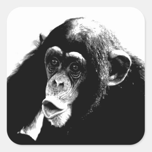 Black White Chimpanzee Square Sticker