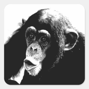 Black White Chimpanzee Square Sticker