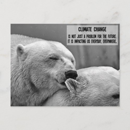 Black  white Climate change with polar bears Postcard