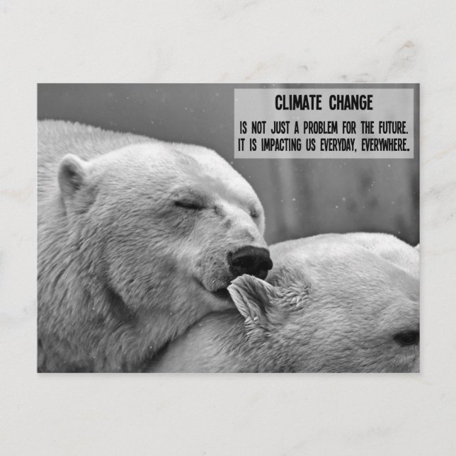 Black & white Climate change with polar bears Postcard (Front)
