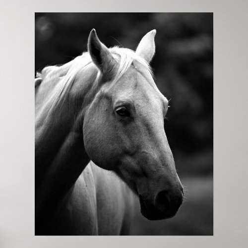 Black White Closeup Horse Poster