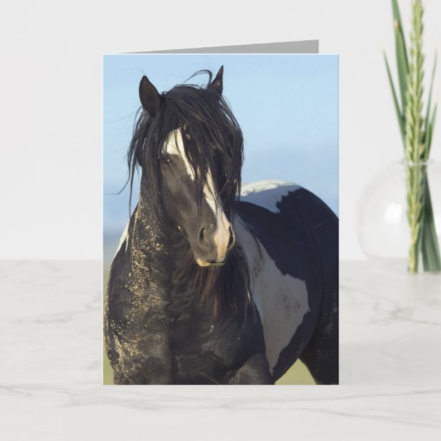 Black & White Comes Close Wild Horse Greeting Card (Front)