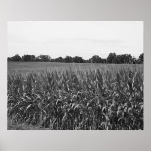 Black & White Cornstalks in a Rural Field 16x20 Poster