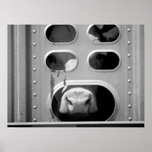Black & White Cow Poking His Nose Through 16x20 Poster