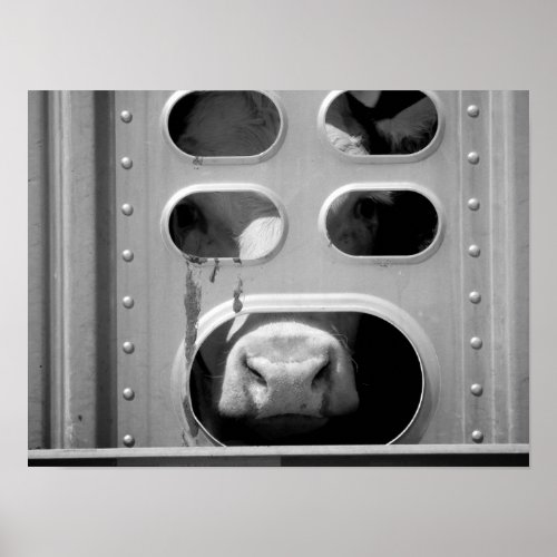 Black  White Cow Poking His Nose Through 16x20 Poster