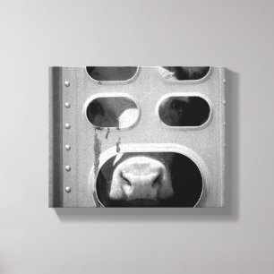 Black & White Cow Poking His Nose Through 8x10 Canvas Print
