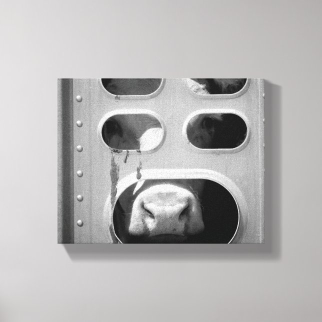 Black & White Cow Poking His Nose Through 8x10 Canvas Print (Front)