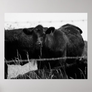 Black & White Cows Behind Barbed Wire Fence 16x20 Poster