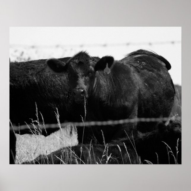 Black & White Cows Behind Barbed Wire Fence 16x20 Poster (Front)