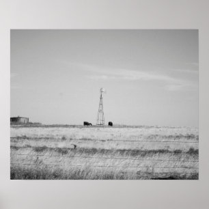 Black & White Cows Grazing Around a Windmill 16x20 Poster
