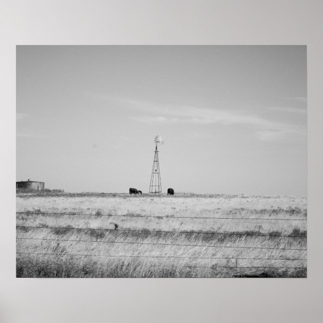 Black & White Cows Grazing Around a Windmill 16x20 Poster (Front)