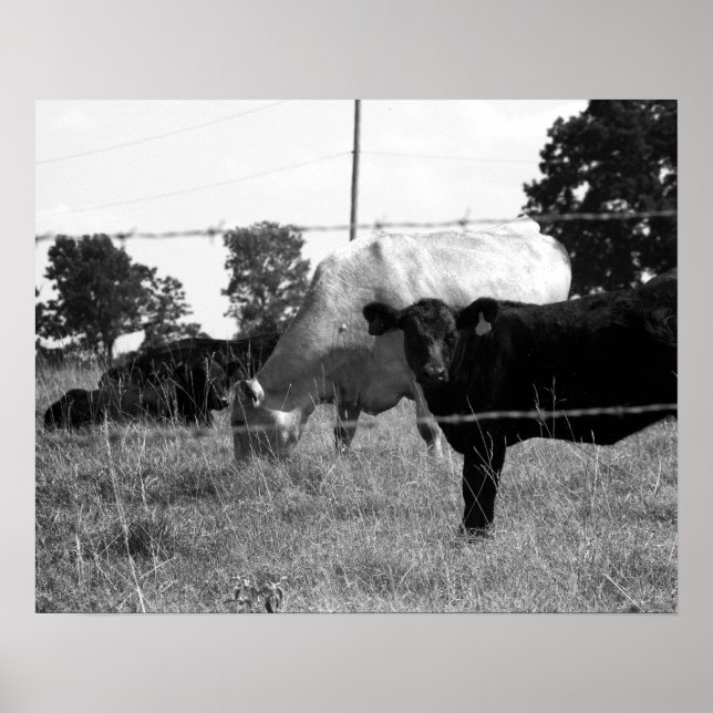 Black & White Cows Grazing Behind Barbed Wire 16x2 Poster (Front)