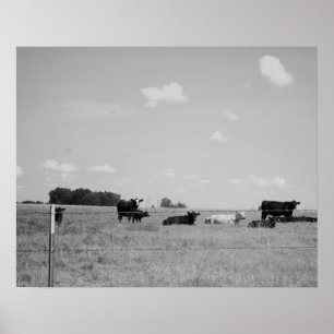 Black & White Cows With Calves 16x20 Poster