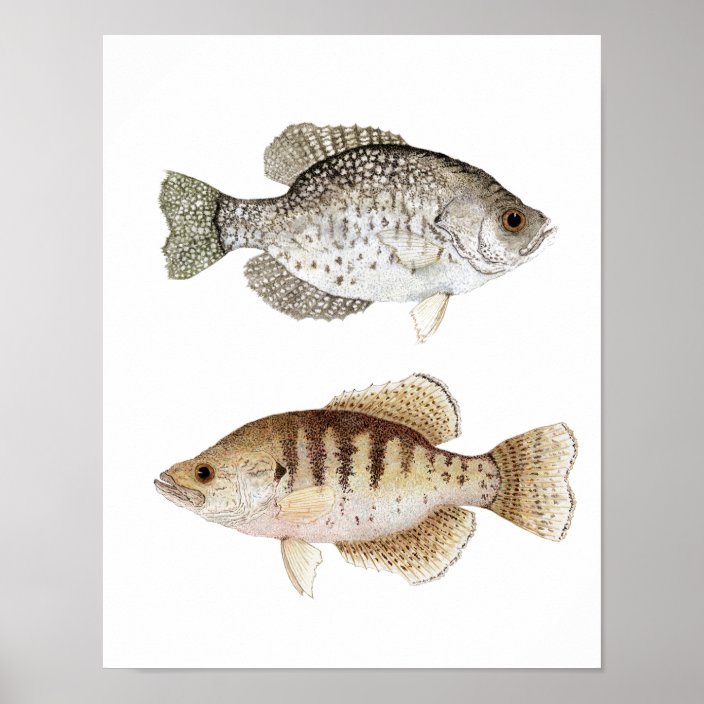 Black White Crappie Art Poster Zazzle
