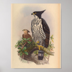 Black White Crested Eagle Bird Vintage Art Print